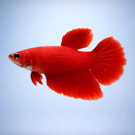 Betta spl. female SuperDelta red XL — side profile on a plain background — representative image - view 3