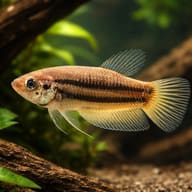 Betta spl. female Wild Imbellis yellow tail L — representative image - view 1