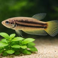Betta spl. female Wild Imbellis yellow tail L — close view showing fin and scale detail — representative image - view 4