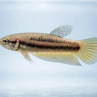 Betta spl. female Wild Imbellis yellow tail L — side profile on a plain background — representative image - view 3