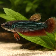 Betta spl. female Wild Smaragdina Guitar L — close view showing fin and scale detail — representative image - view 4