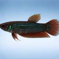Betta spl. female Wild Smaragdina Guitar L — side profile on a plain background — representative image - view 3