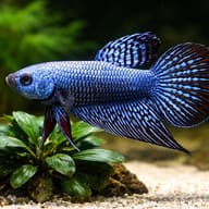 Betta spl. male Alien blue L — close view showing fin and scale detail — representative image - view 4