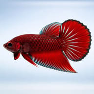 Betta spl. male Benjarong red L — side profile on a plain background — representative image - view 3