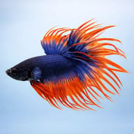 Betta spl. male crowntail bicolor XL — side profile on a plain background — representative image - view 3