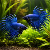 Betta spl. male crowntail blue XL — pair in a planted aquarium — representative image - view 2