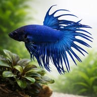 Betta spl. male crowntail blue XL — close view showing fin and scale detail — representative image - view 4