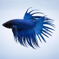 Betta spl. male crowntail blue XL — side profile on a plain background — representative image - view 3