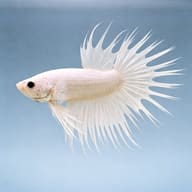 Betta spl. male crowntail white L — side profile on a plain background — representative image - view 3
