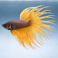 Betta spl. male crowntail yellow S — side profile on a plain background — representative image - view 3