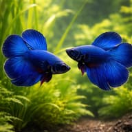 Betta spl. male double tail blue XL — pair in a planted aquarium — representative image - view 2