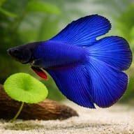 Betta spl. male double tail blue XL — close view showing fin and scale detail — representative image - view 4