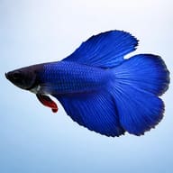Betta spl. male double tail blue XL — side profile on a plain background — representative image - view 3