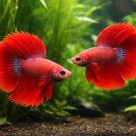 Betta spl. male double tail red XL — pair in a planted aquarium — representative image - view 2