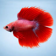 Betta spl. male double tail red XL — side profile on a plain background — representative image - view 3