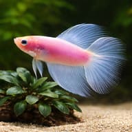 Betta spl. male double tail white XL — close view showing fin and scale detail — representative image - view 4