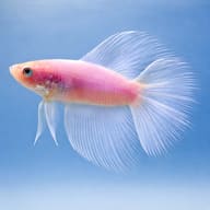 Betta spl. male double tail white XL — side profile on a plain background — representative image - view 3