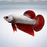Betta spl. male dragon plakat XL — side profile on a plain background — representative image - view 3