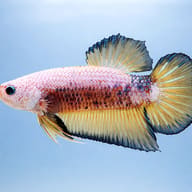 Betta spl. male Giant A grade 6 — side profile on a plain background — representative image - view 3
