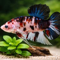 Betta spl. male giant koi 6 — close view showing fin and scale detail — representative image - view 4