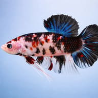 Betta spl. male giant koi 6 — side profile on a plain background — representative image - view 3