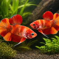 Betta spl. male Giant Nemo 4 — pair in a planted aquarium — representative image - view 2