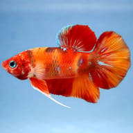 Betta spl. male Giant Nemo 4 — side profile on a plain background — representative image - view 3