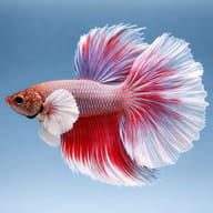 Betta spl. male halfmoon bicolor big ears XL — side profile on a plain background — representative image - view 3
