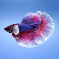 Betta spl. male halfmoon big ears XL — side profile on a plain background — representative image - view 3