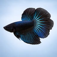 Betta spl. male halfmoon black orchid XL — side profile on a plain background — representative image - view 3