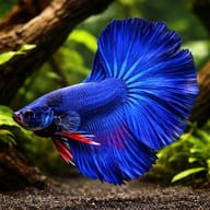 Betta spl. male halfmoon blue XL — representative image - view 1