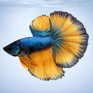 Betta spl. male Halfmoon Mustard XL — side profile on a plain background — representative image - view 3