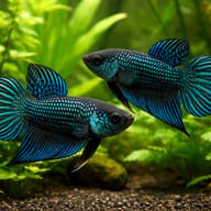 Betta spl. male Mahachaiensis XL — pair in a planted aquarium — representative image - view 2