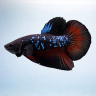 Betta spl. male plakat avatar L — side profile on a plain background — representative image - view 3