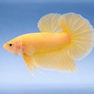 Betta spl. male plakat halfmoon yellow L — side profile on a plain background — representative image - view 3