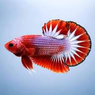 Hellboy Plakat Betta XL side profile on a plain background — representative image - view 3