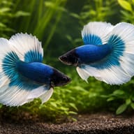 Betta spl. male SuperDelta Butterfly XL — pair in a planted aquarium — representative image - view 2