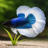 Betta spl. male SuperDelta Butterfly XL — close view showing fin and scale detail — representative image - view 4