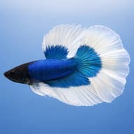 Betta spl. male SuperDelta Butterfly XL — side profile on a plain background — representative image - view 3