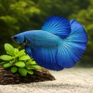 Betta spl. male SuperDelta green XL — close view showing fin and scale detail — representative image - view 4
