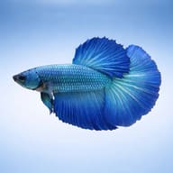 Betta spl. male SuperDelta green XL — side profile on a plain background — representative image - view 3