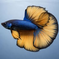 Betta spl. male SuperDelta mustard XL — side profile on a plain background — representative image - view 3