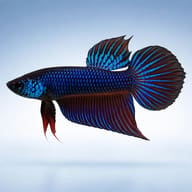 Betta spl. male Wild Buriram blue L — side profile on a plain background — representative image - view 3
