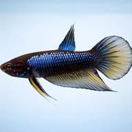 Betta spl. male Wild Imbellis yellow tail L — side profile on a plain background — representative image - view 3