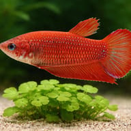 Betta spl. female Benjarong red close view showing fin and scale detail — representative image - view 4