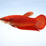 Betta spl. female Benjarong red side profile on a plain background — representative image - view 3