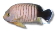 Bibespield Pygmy Angel Centropyge eibli dwarf marine angelfish size M 14cm - view 5