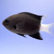 Bicolor chromis - Marine Aquarium Livestock (Chromis margaritifer) side profile on a plain background — representative image - view 3