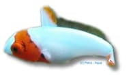 Bicolour parrotfish Bolbometopon marine fish size M 80-90 cm - view 5