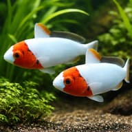 Bicolour parrotfish - Marine Aquarium Livestock (Bolbometopon bicolor) — Bicolour Parrotfish M — pair in a planted aquarium - view 2